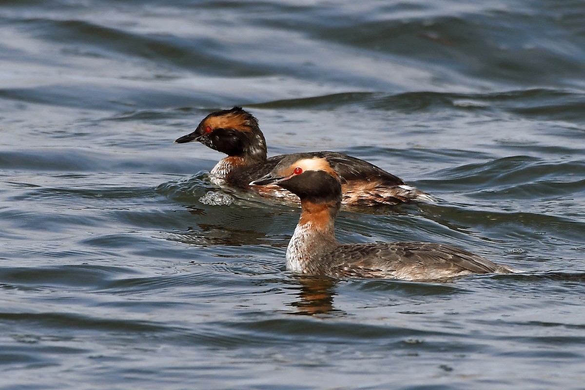 Horned Grebe - ML633551642