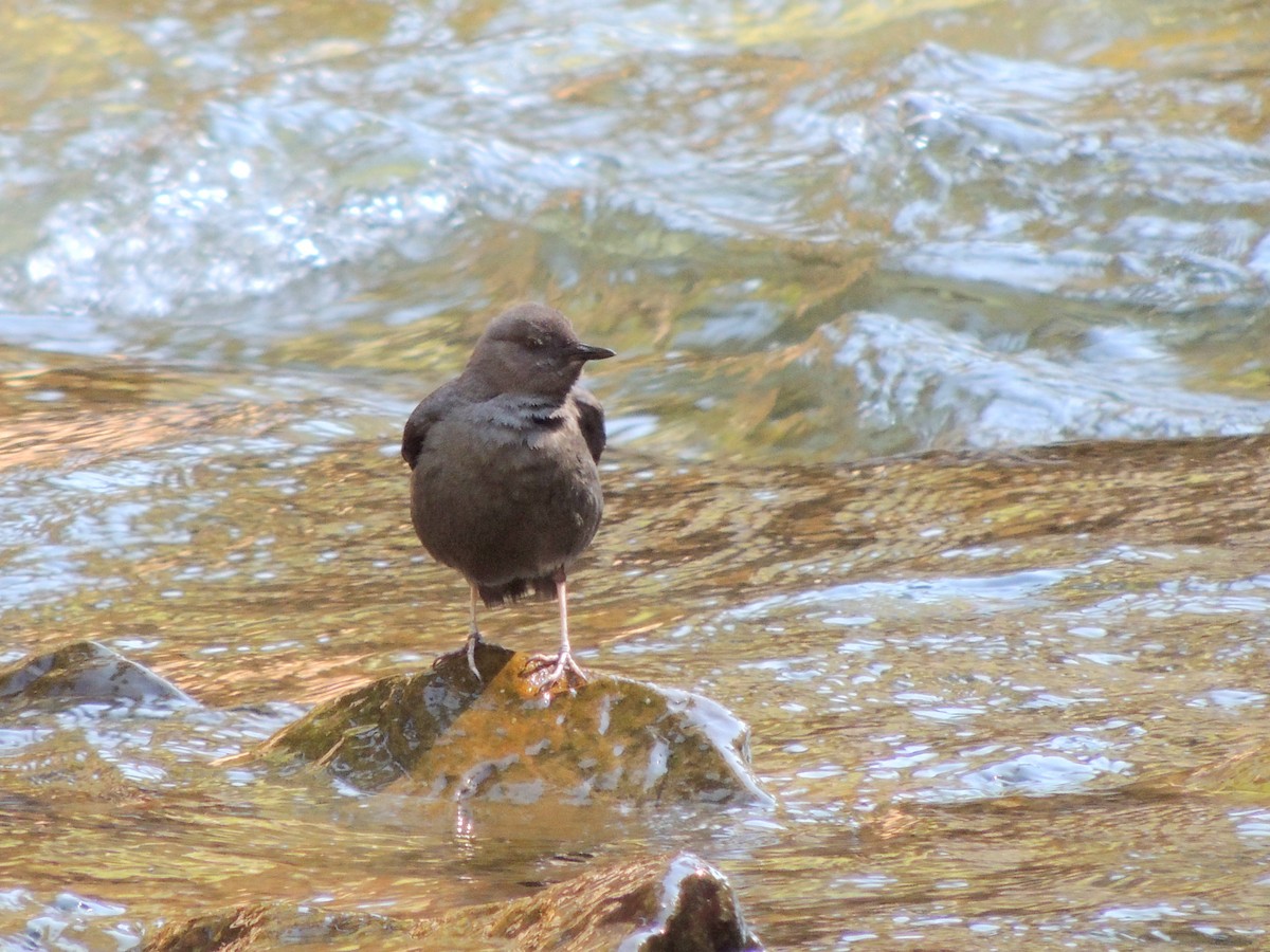 American Dipper - ML63355171