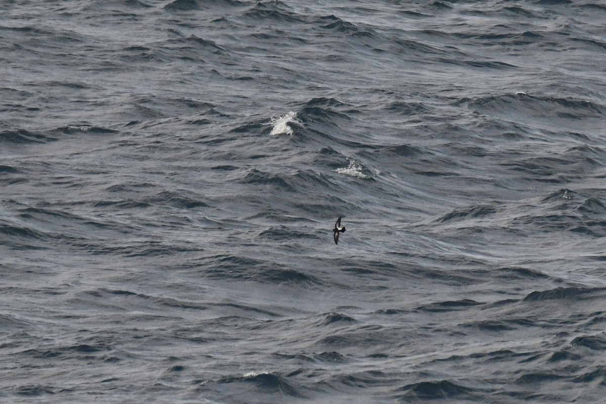 Black-bellied Storm-Petrel - ML633551822