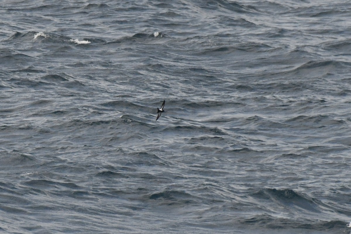 Black-bellied Storm-Petrel - ML633551824