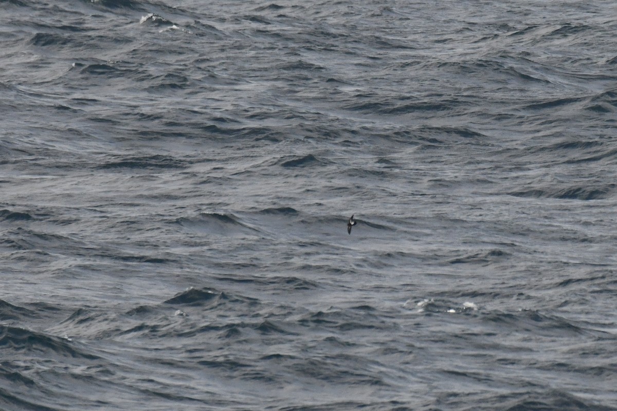 Black-bellied Storm-Petrel - ML633551825