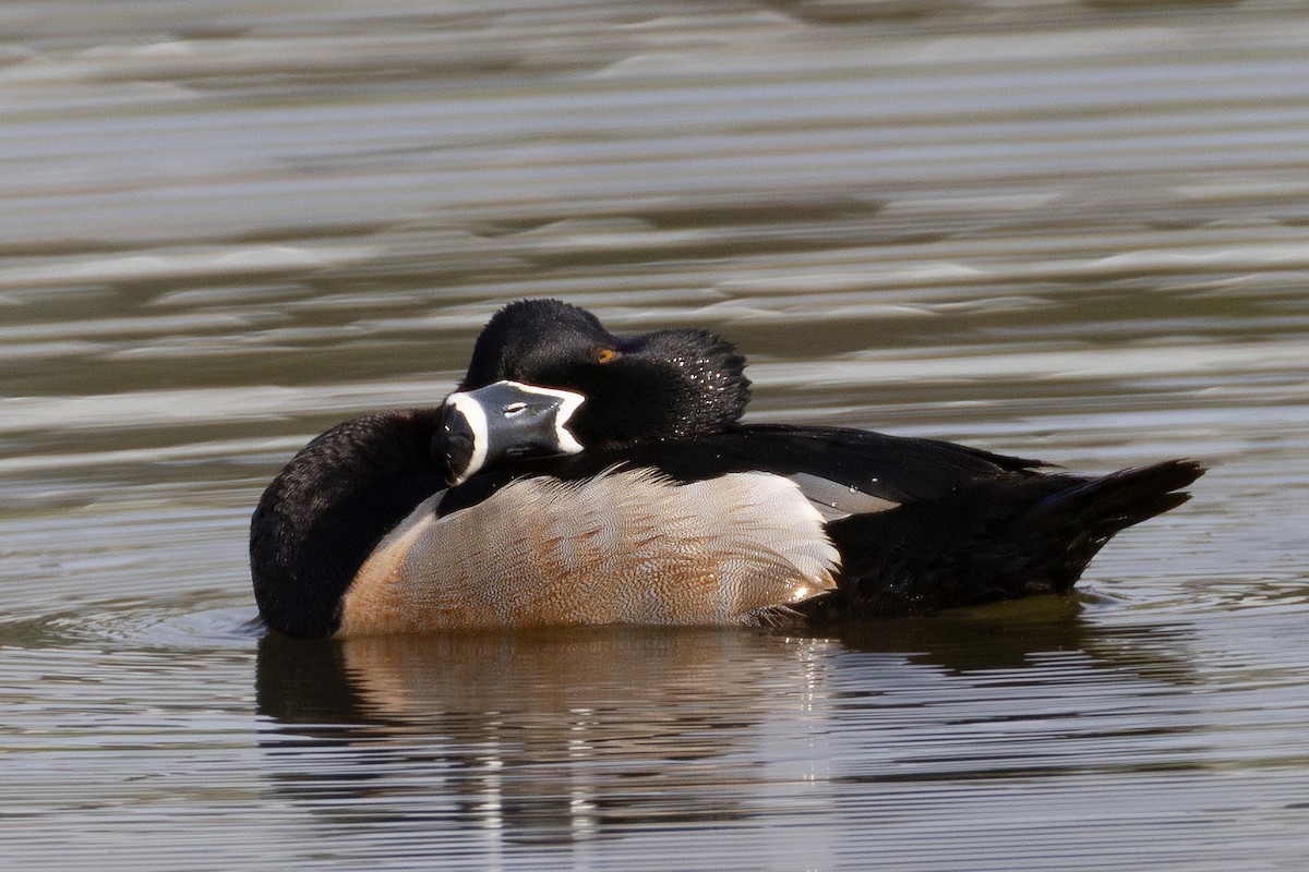 Ring-necked Duck - ML633551914