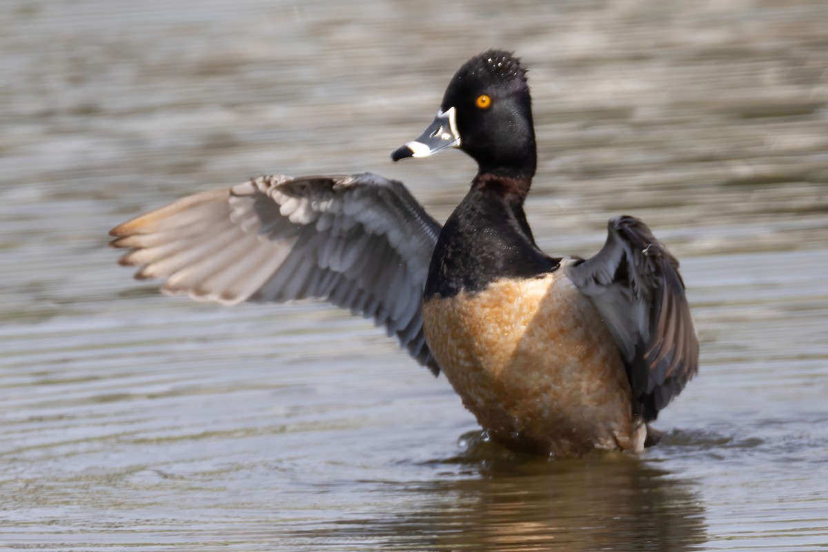 Ring-necked Duck - ML633551915