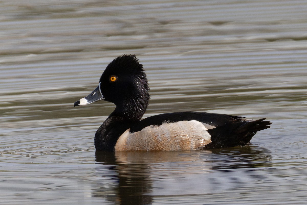Ring-necked Duck - ML633551917