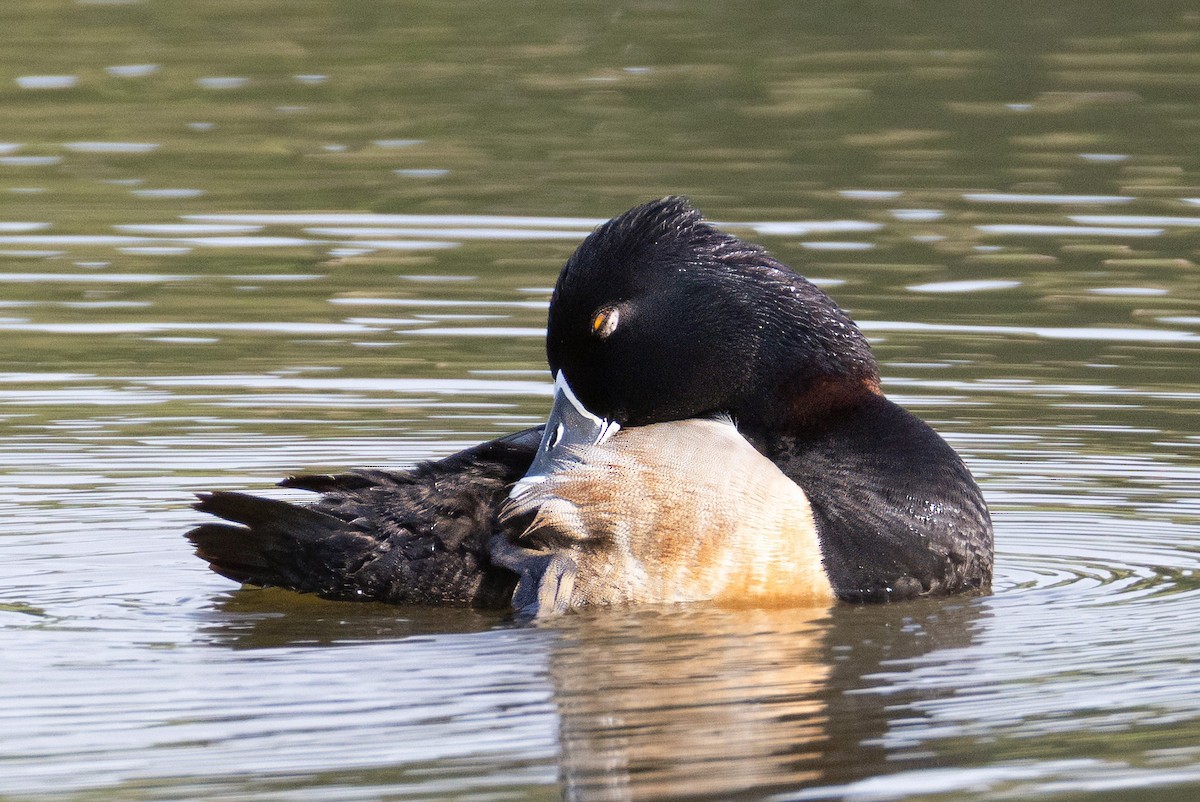 Ring-necked Duck - ML633551918