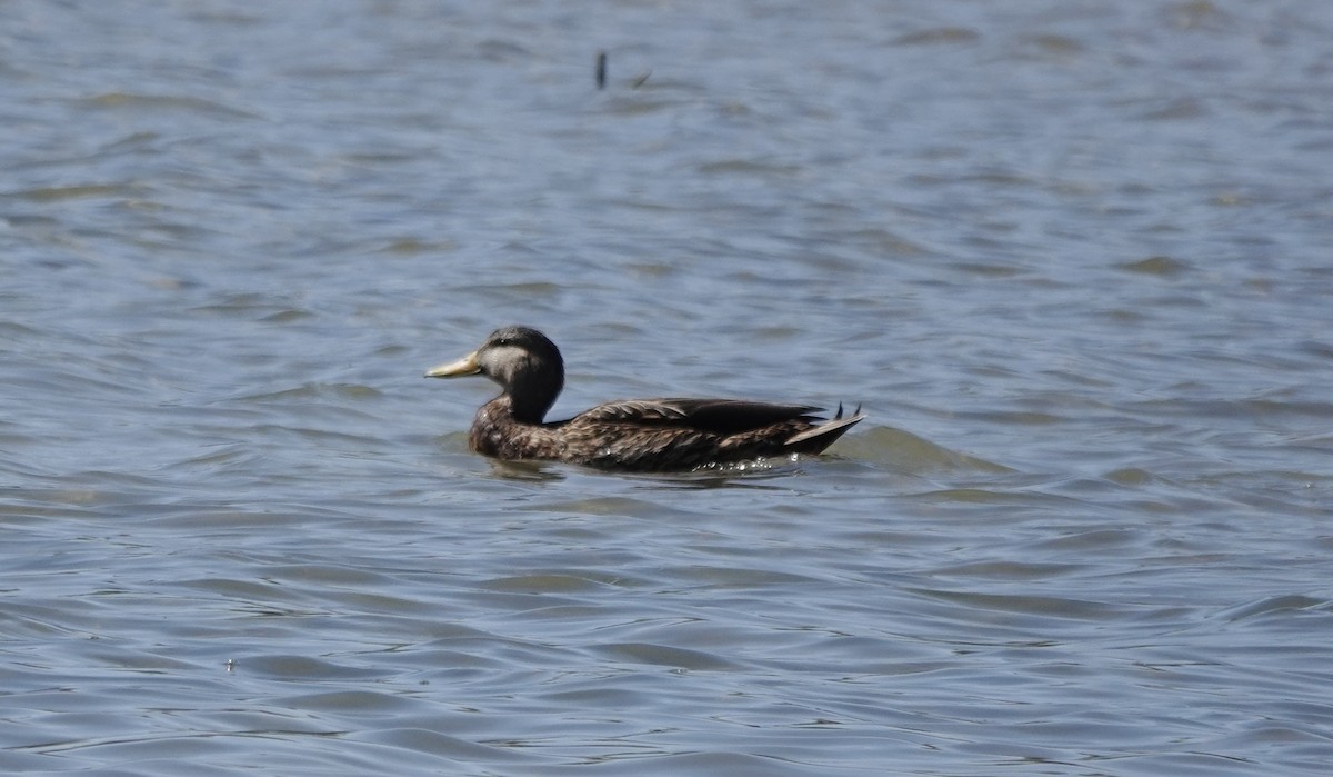 Mexican Duck - ML633551956
