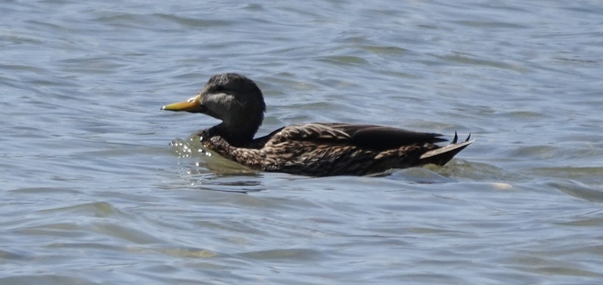 Mexican Duck - ML633551963