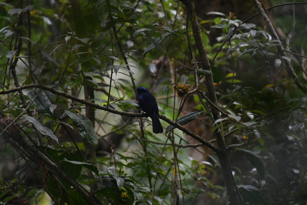 Large Niltava - ML633552007