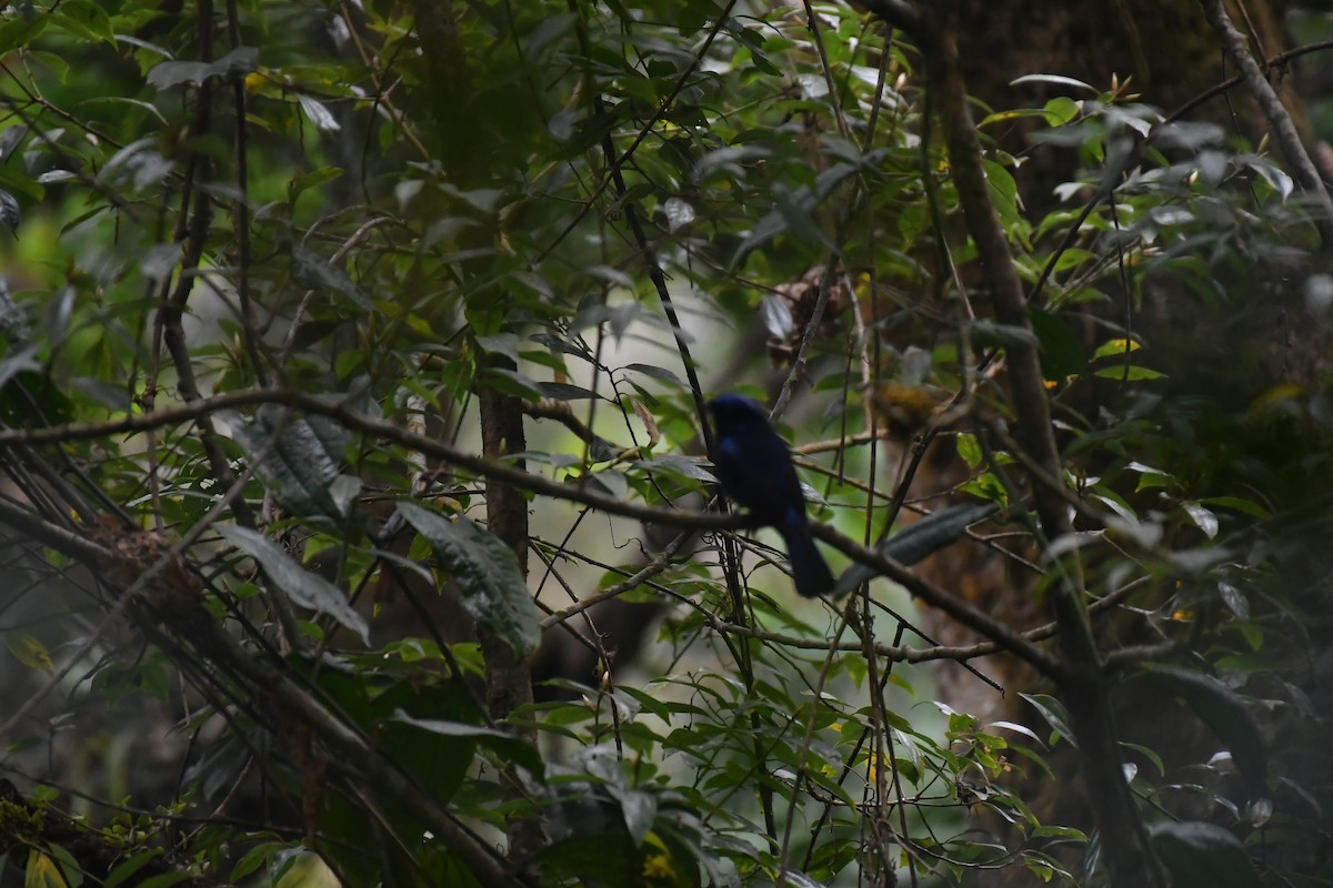 Large Niltava - ML633552008