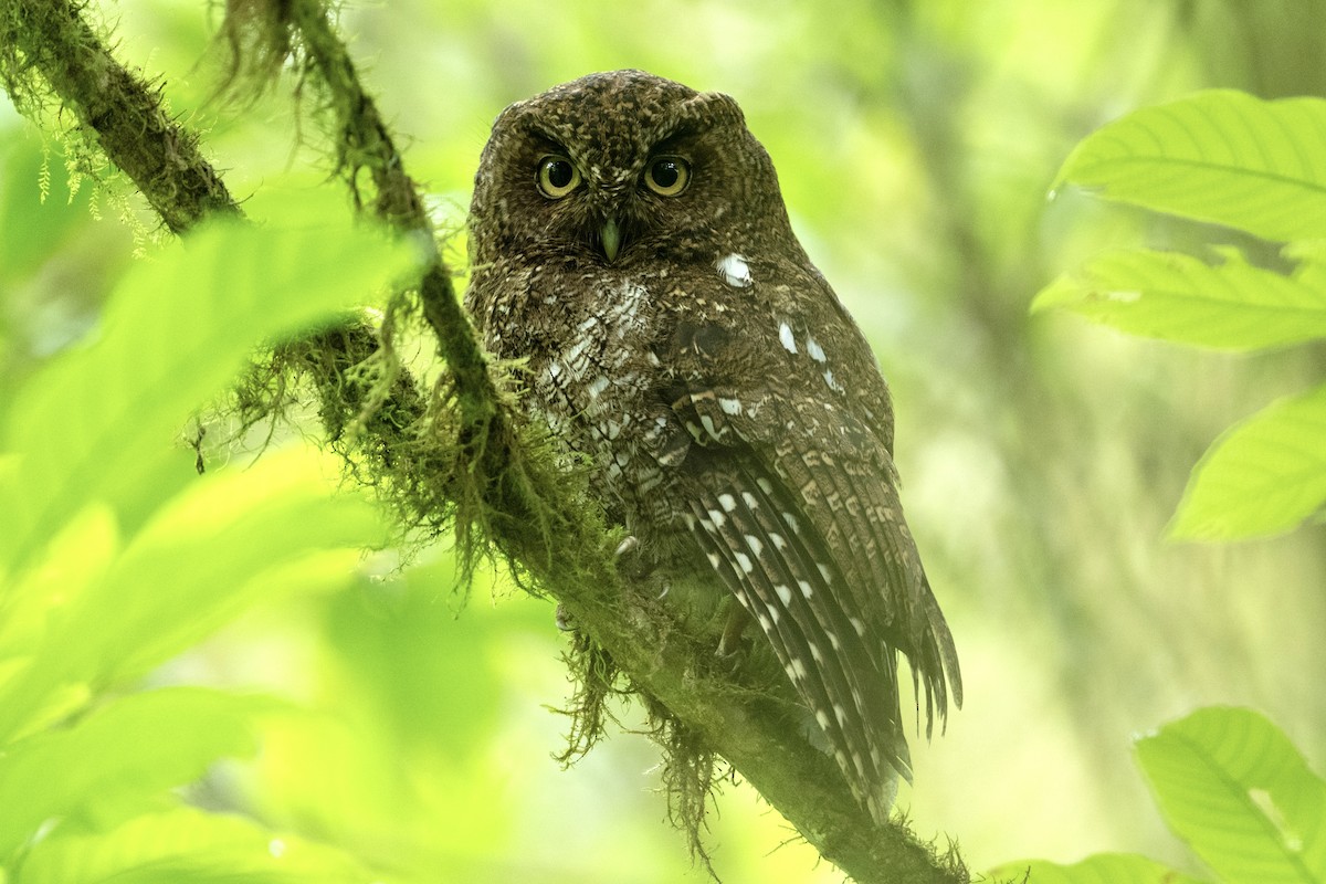 Bare-shanked Screech-Owl - ML633552194
