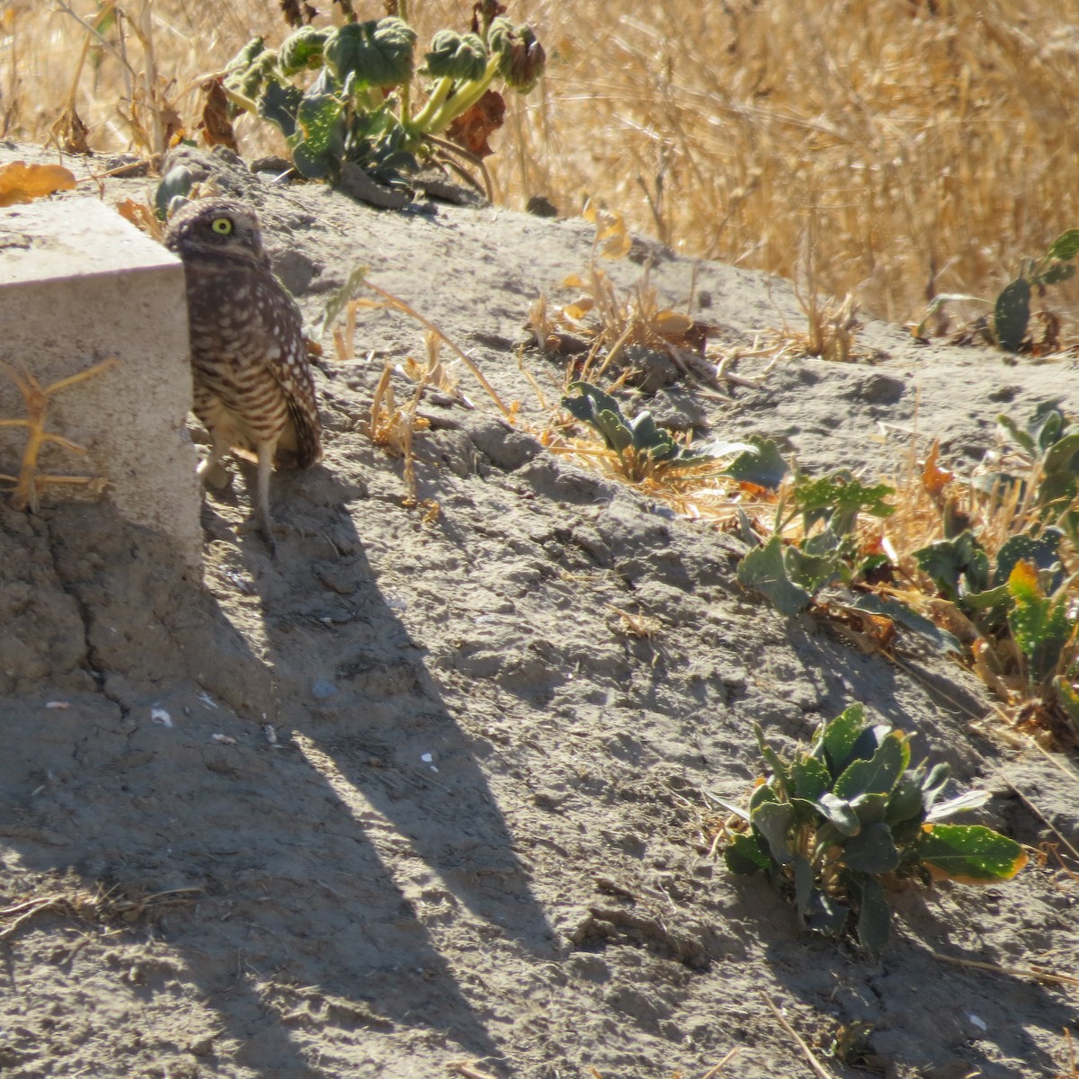 Burrowing Owl - ML633552330