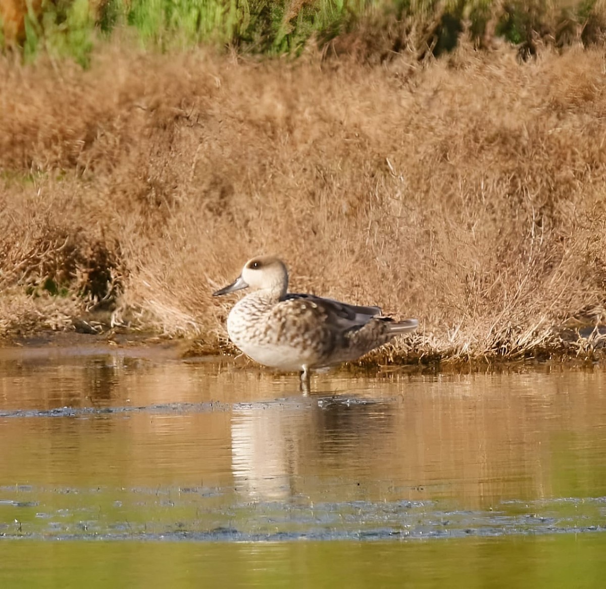 čírka úzkozobá - ML633552466