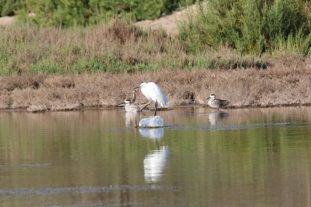 čírka úzkozobá - ML633552477
