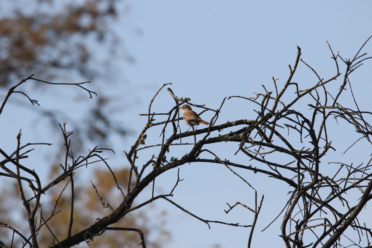 pěvec ryšavý - ML633552487