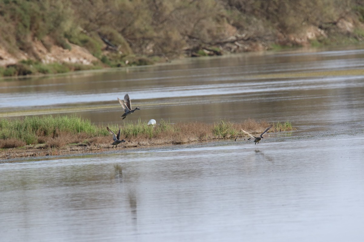 čírka úzkozobá - ML633552510