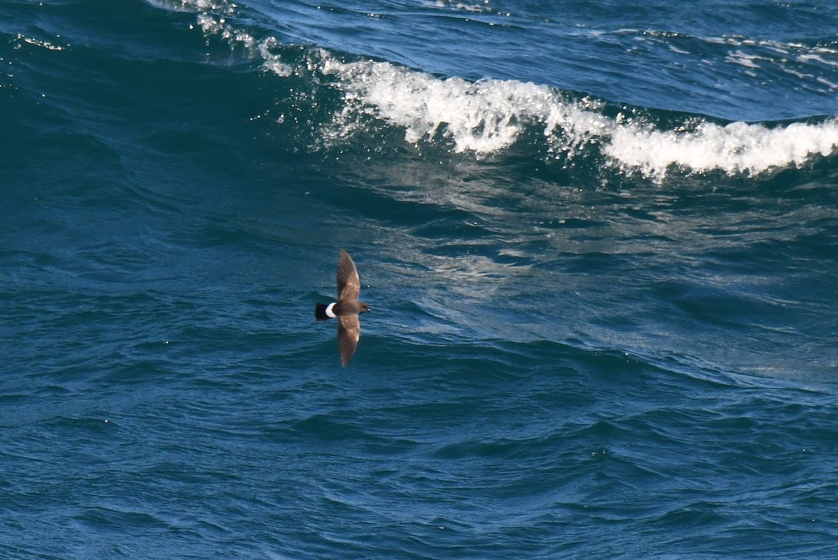 Black-bellied Storm-Petrel - ML633552570