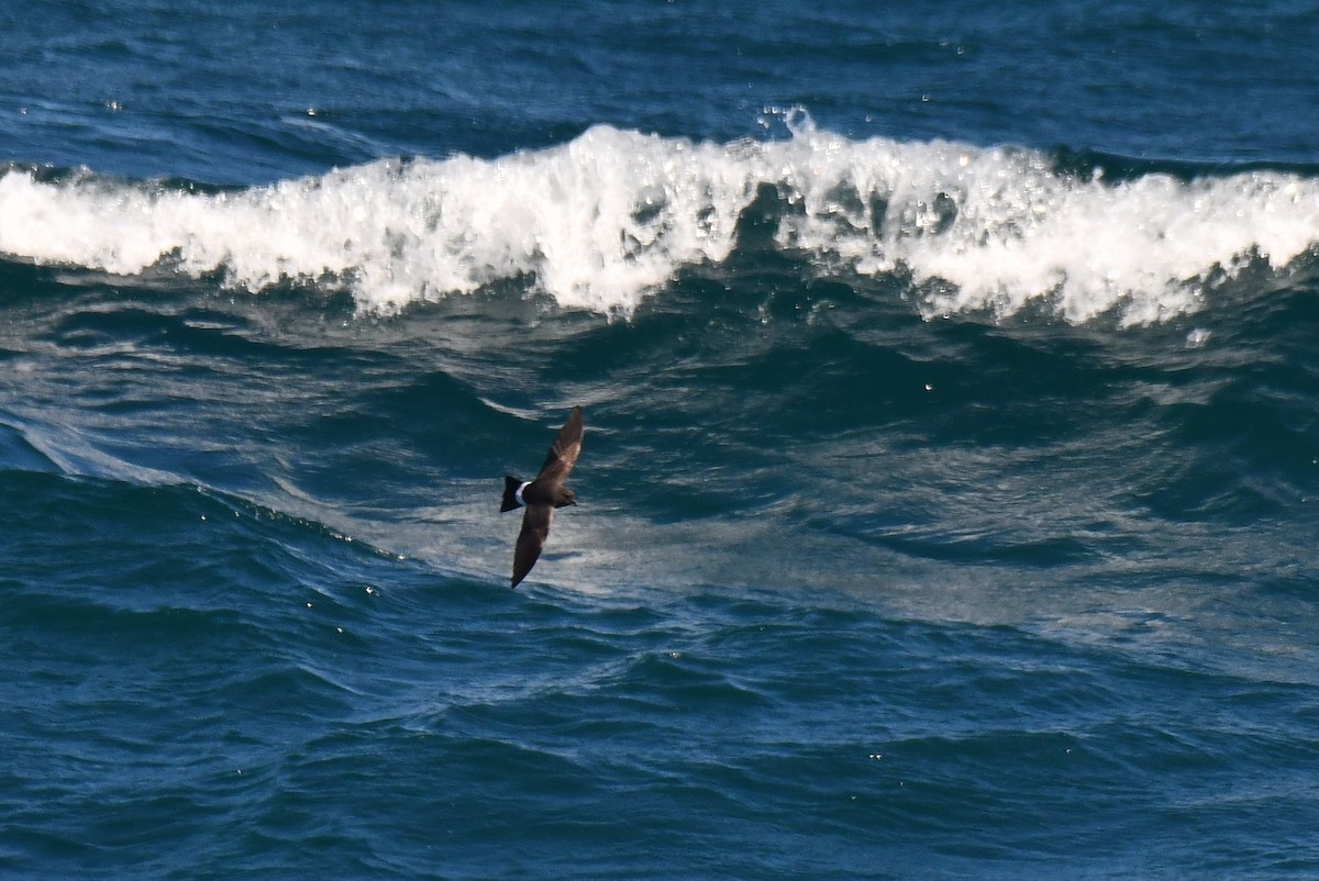 Black-bellied Storm-Petrel - ML633552571
