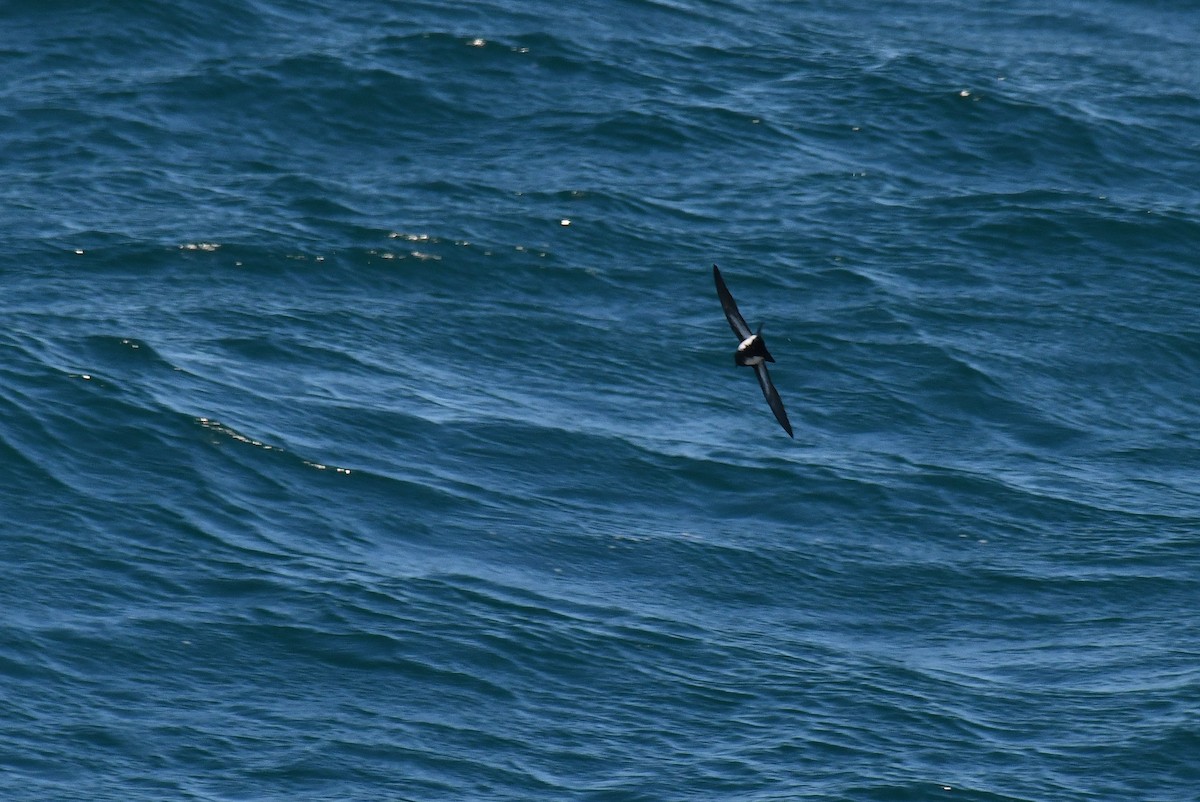 Black-bellied Storm-Petrel - ML633552573