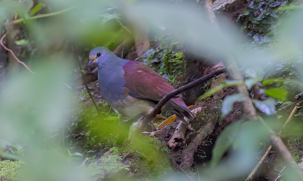 Buff-fronted Quail-Dove - ML633552717