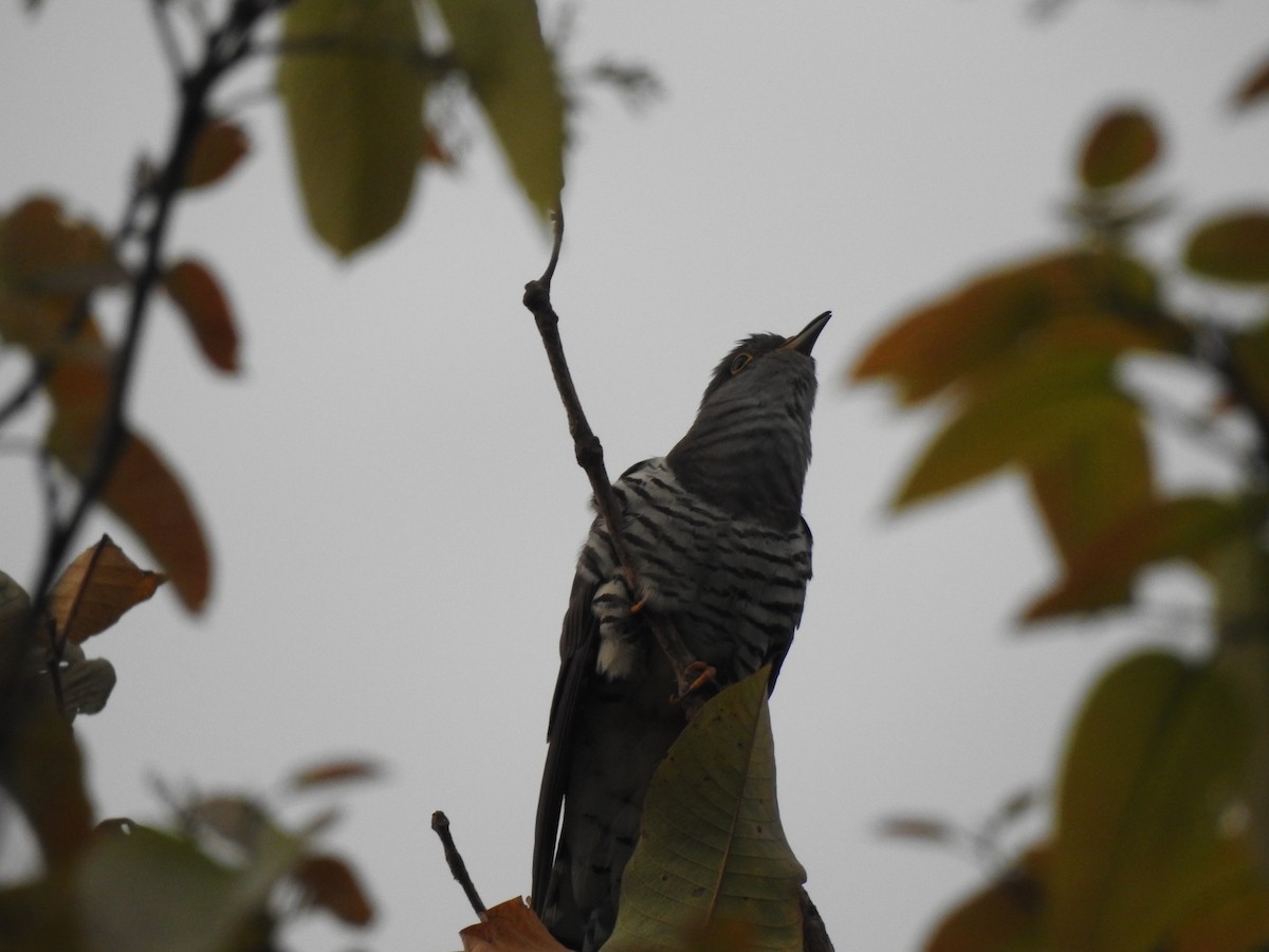 Indian Cuckoo - ML633552749