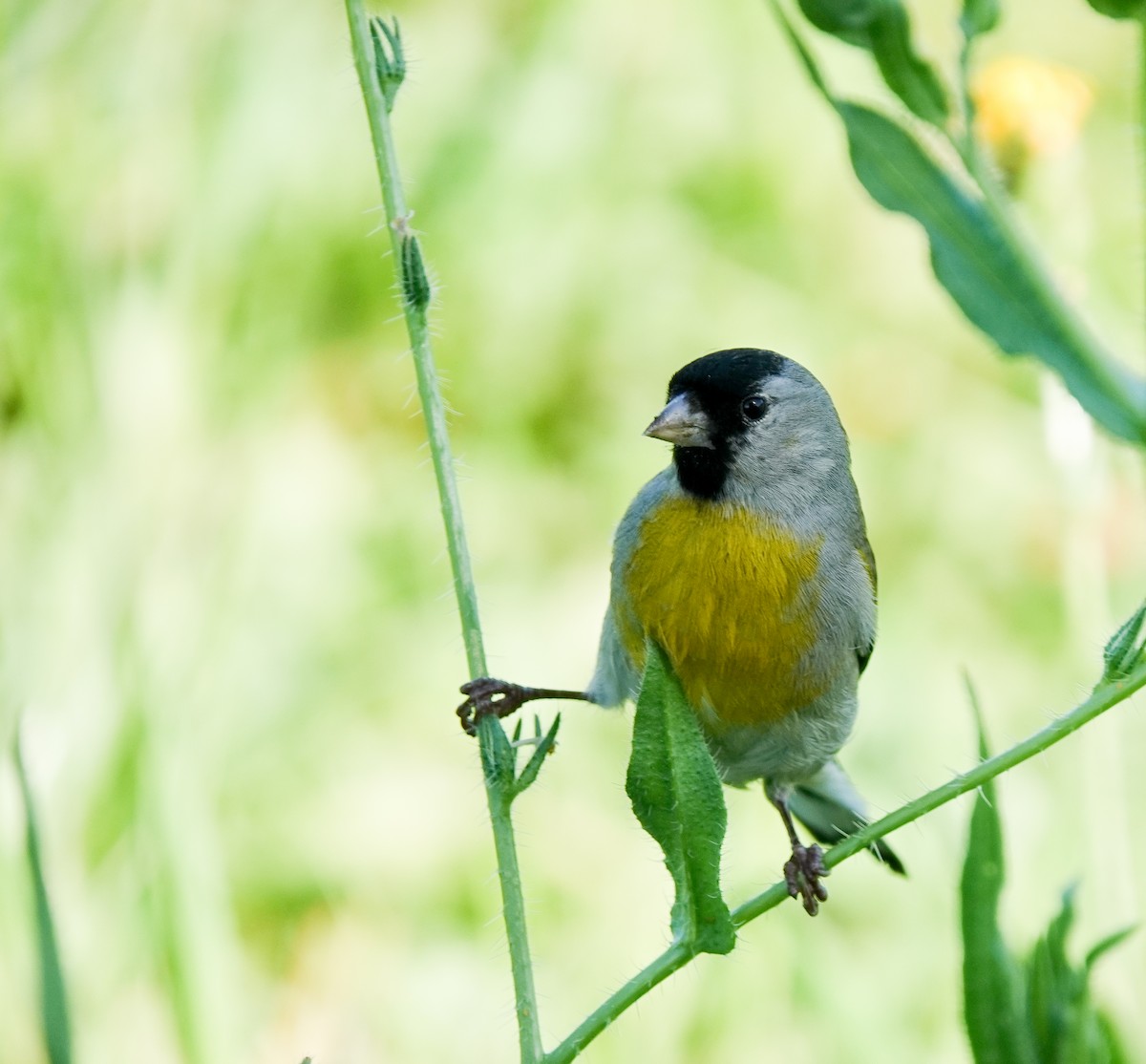 Lawrence's Goldfinch - ML633552775