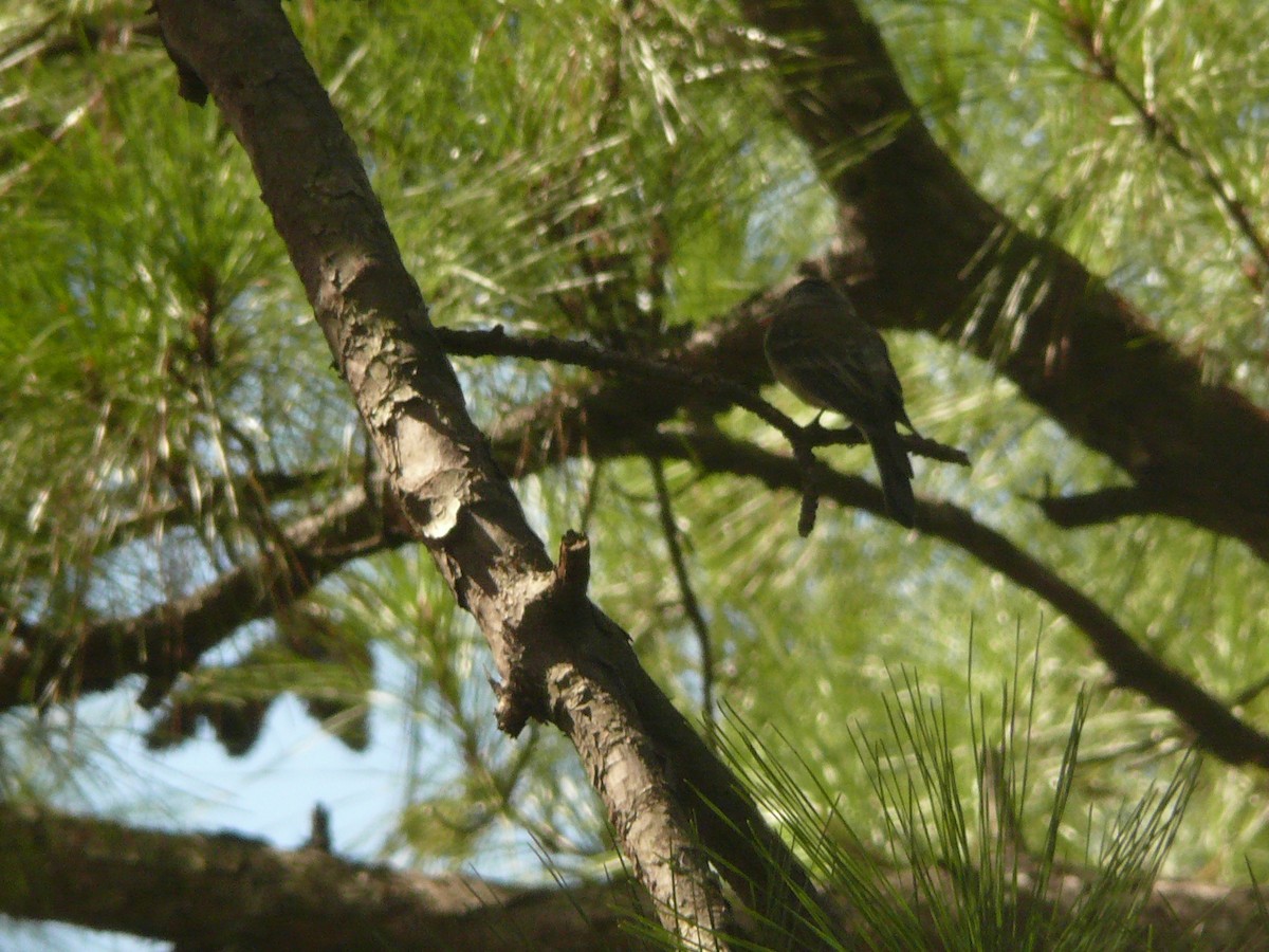 Greater Pewee - ML633552813