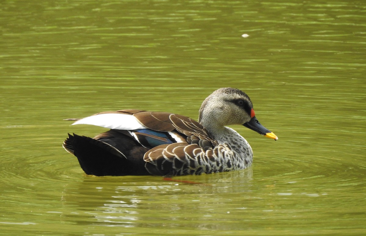 Indian Spot-billed Duck - ML633552897