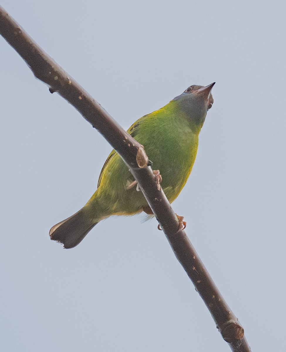 Blue Dacnis - ML633553013
