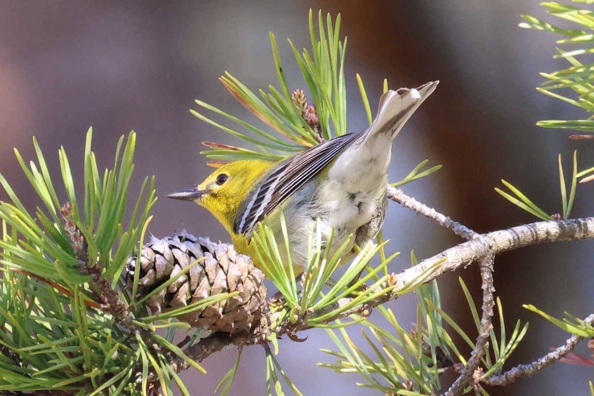 Pine Warbler - ML633553264