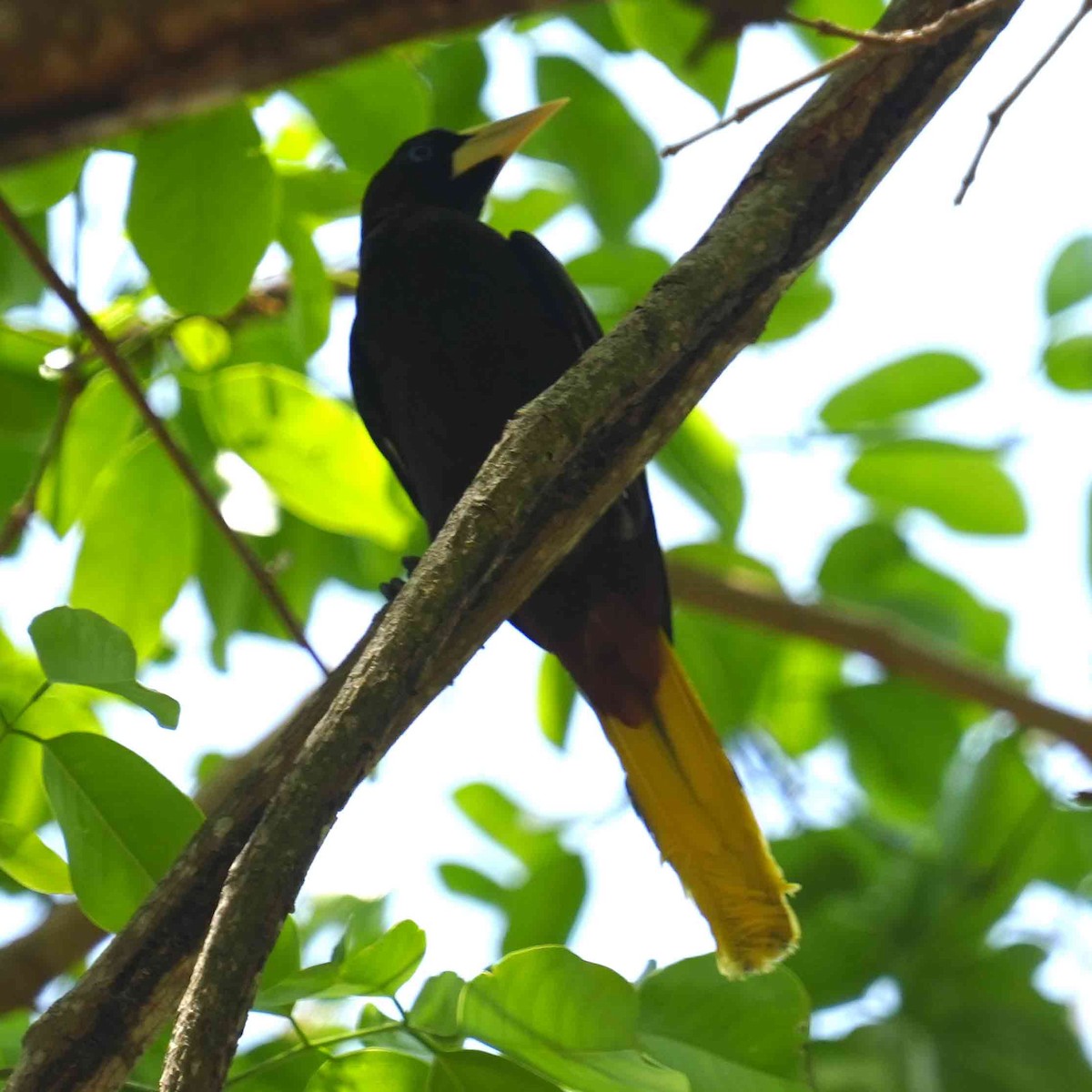 Crested Oropendola - ML633553329