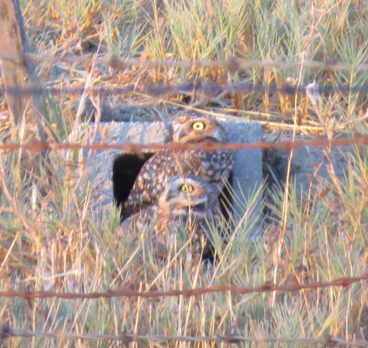 Burrowing Owl - ML633553331