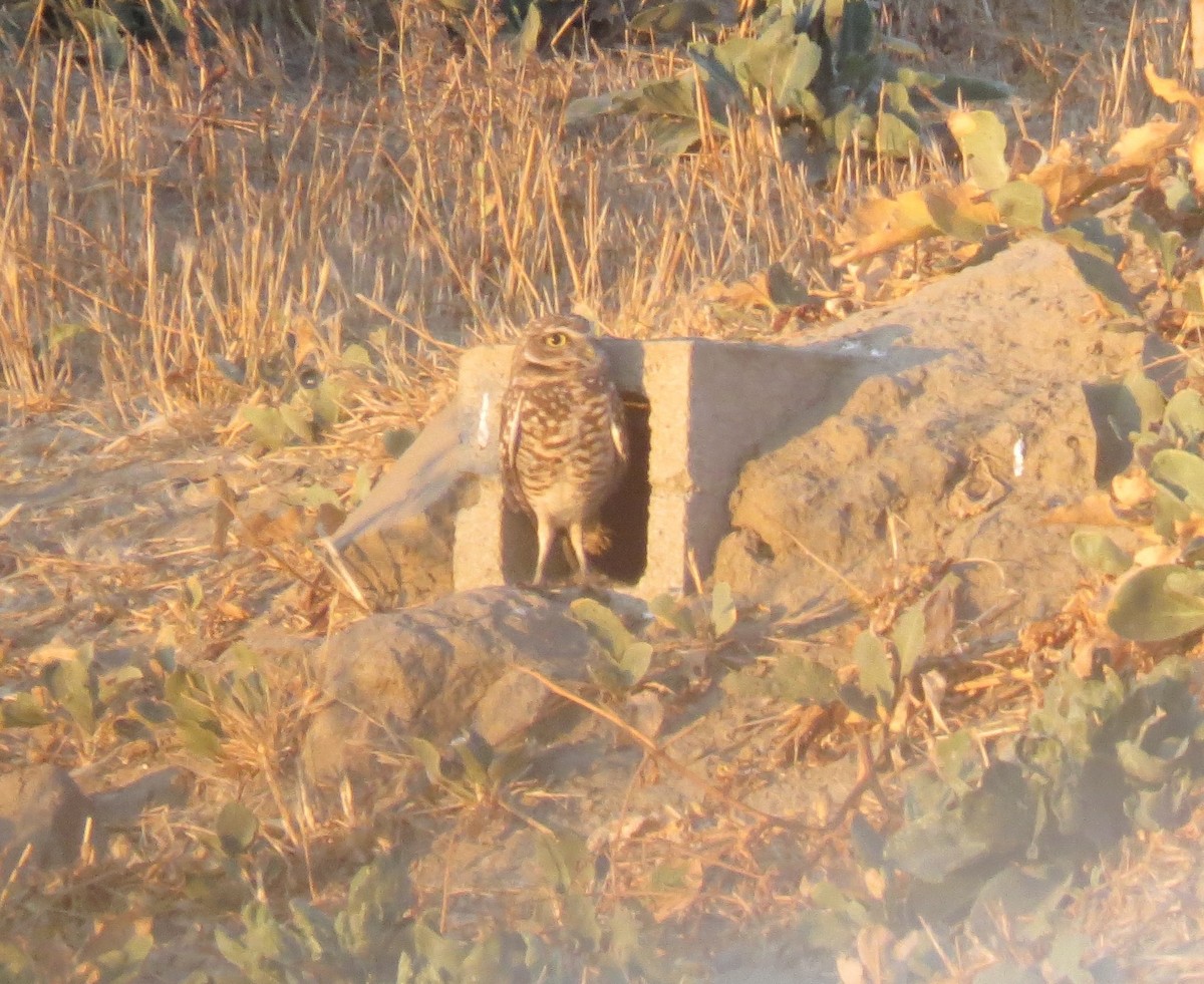 Burrowing Owl - ML633553370