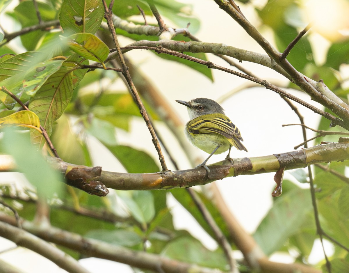Slate-headed Tody-Flycatcher - ML633553686