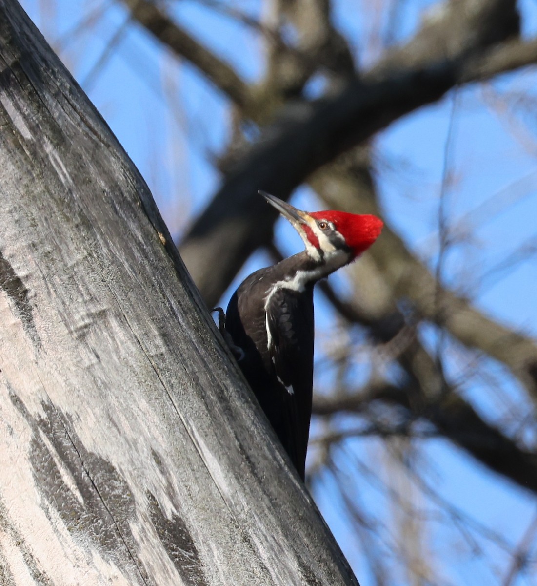Pileated Woodpecker - ML633553790