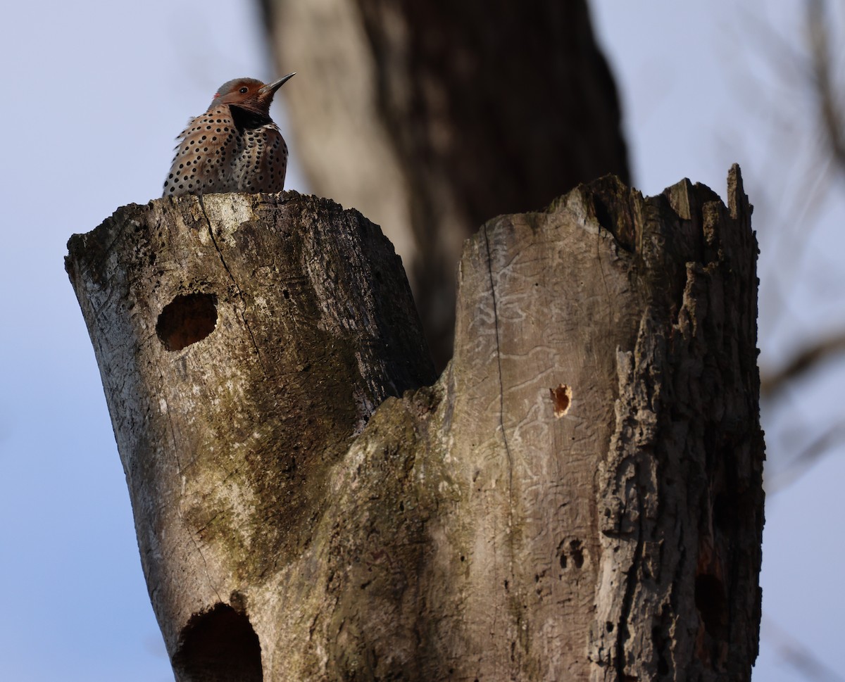 Northern Flicker (Yellow-shafted) - ML633553818