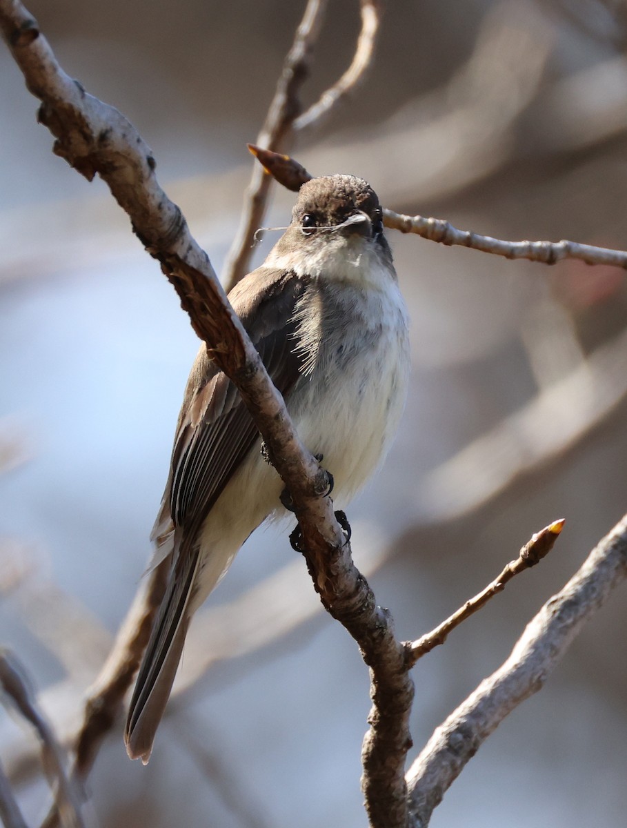 Eastern Phoebe - ML633553854