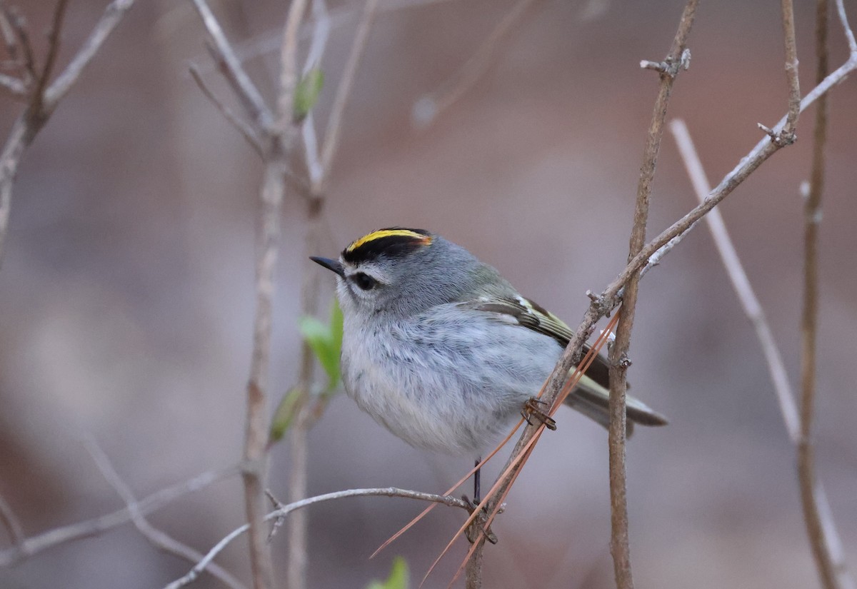 Golden-crowned Kinglet - ML633553863