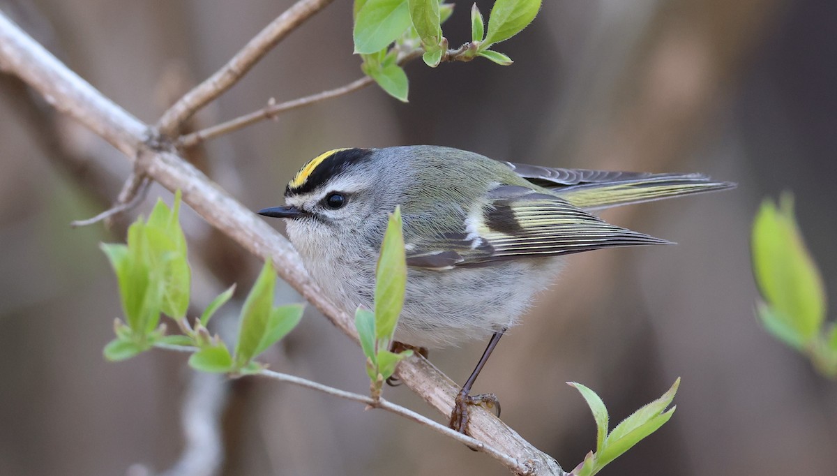 Golden-crowned Kinglet - ML633553872