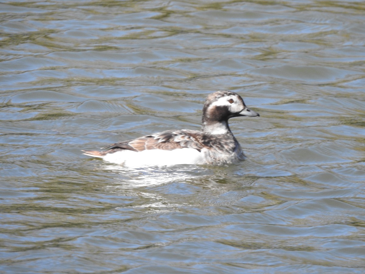 Long-tailed Duck - Derek Julian