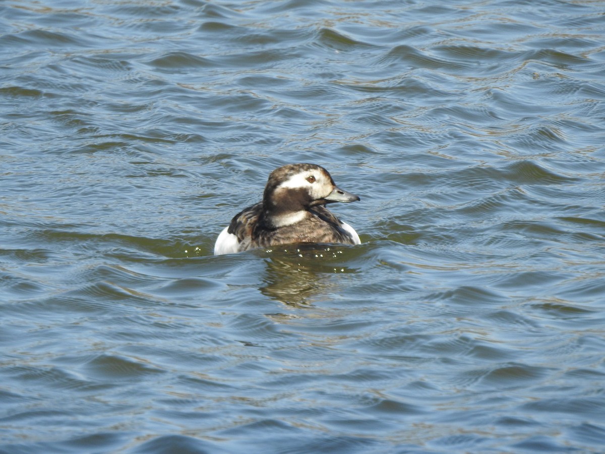 Long-tailed Duck - Derek Julian