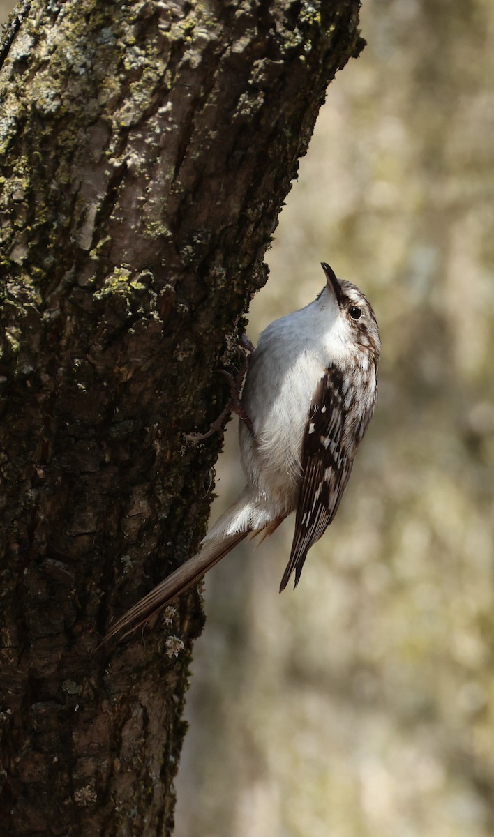 Brown Creeper - ML633553921