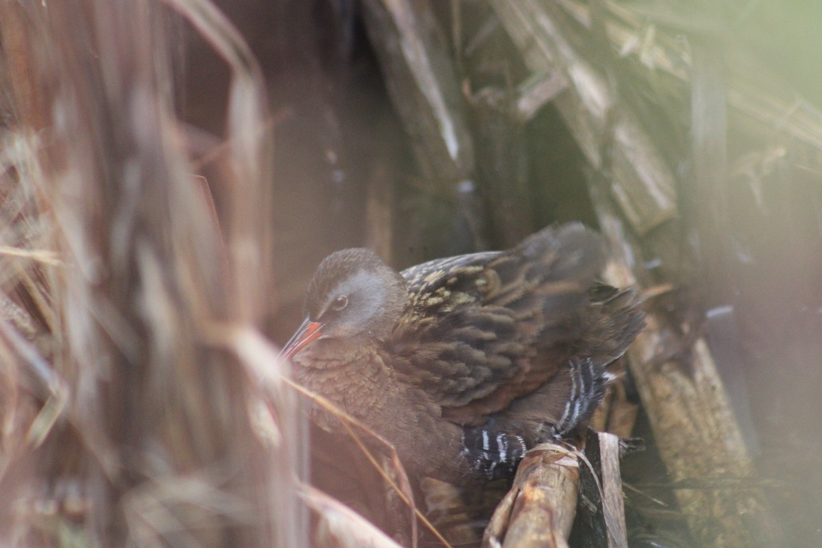 Virginia Rail - ML633553924