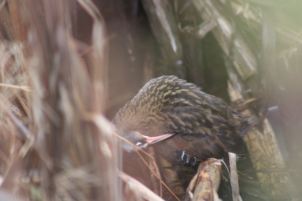 Virginia Rail - ML633553925