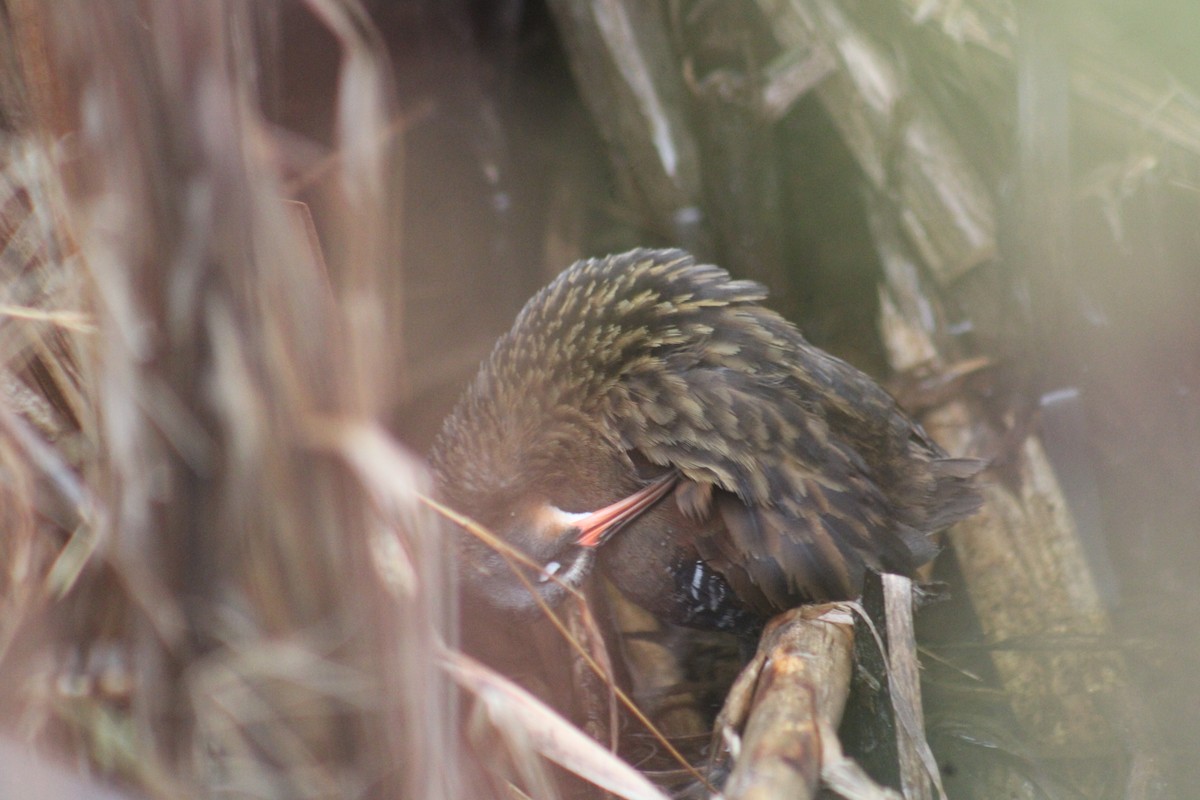 Virginia Rail - ML633553926