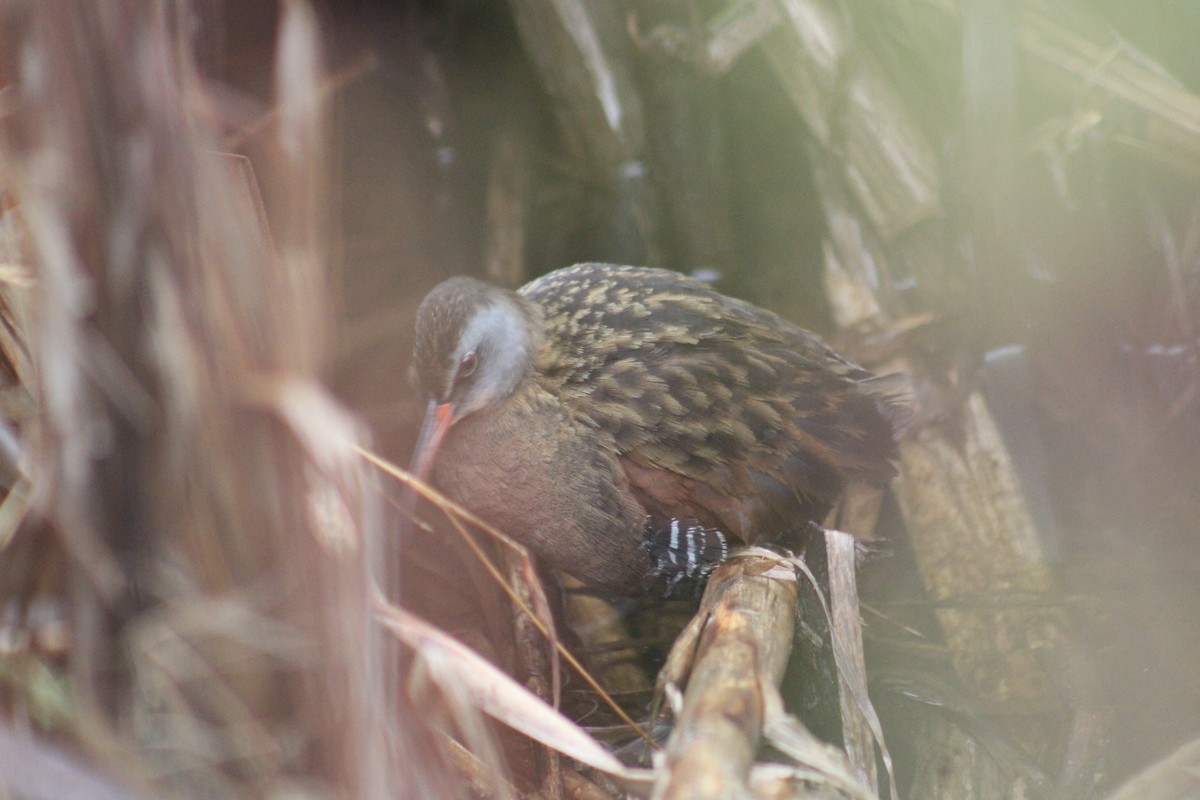 Virginia Rail - ML633553927