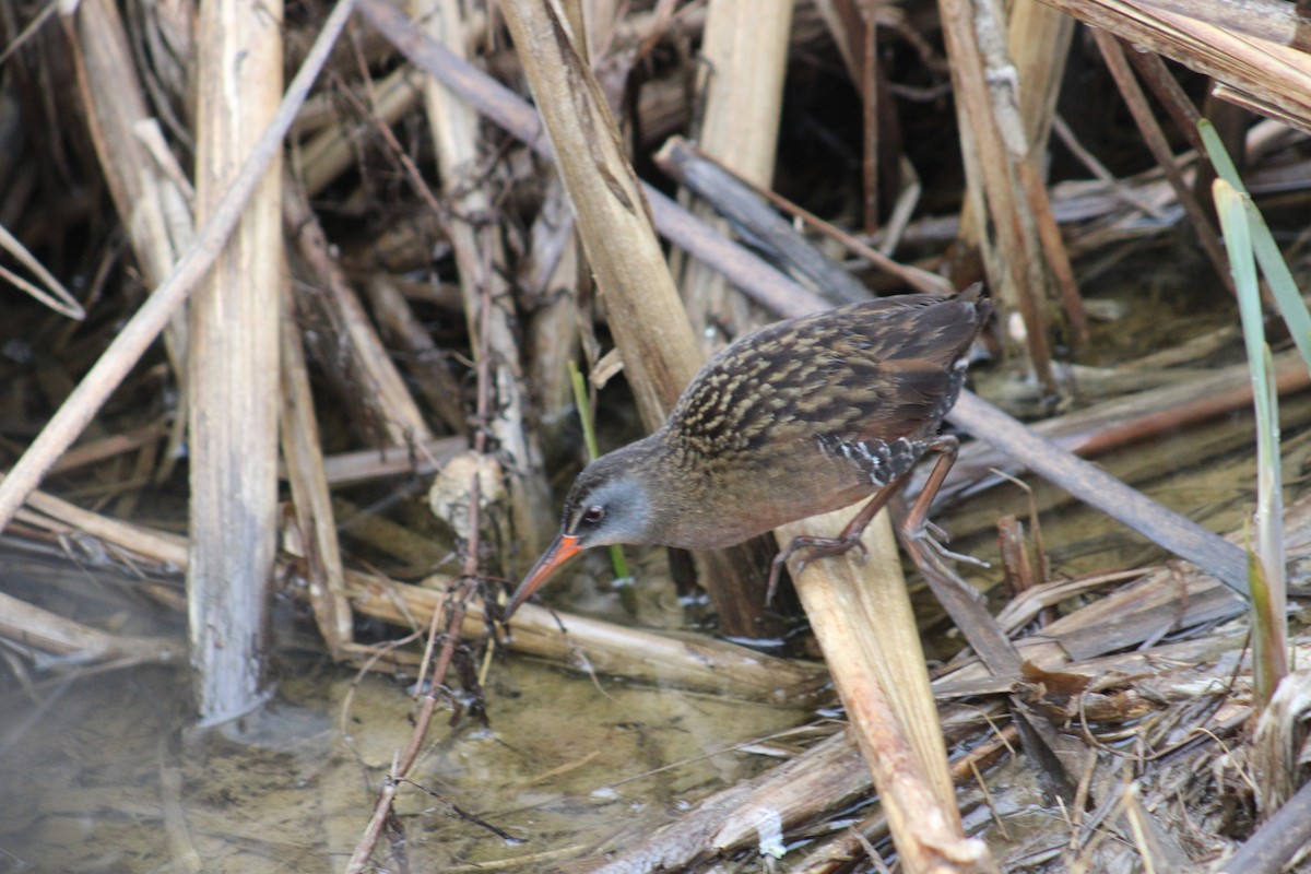 Virginia Rail - ML633553928