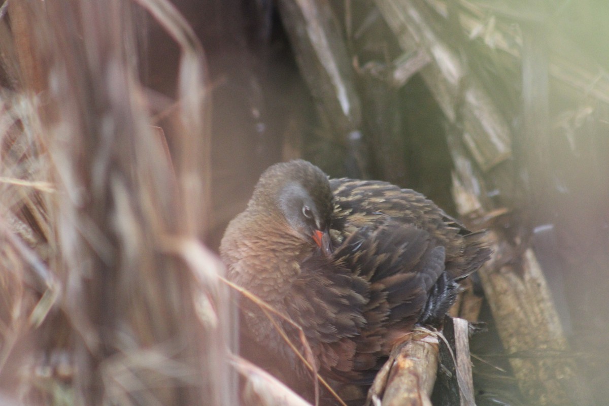 Virginia Rail - ML633553930