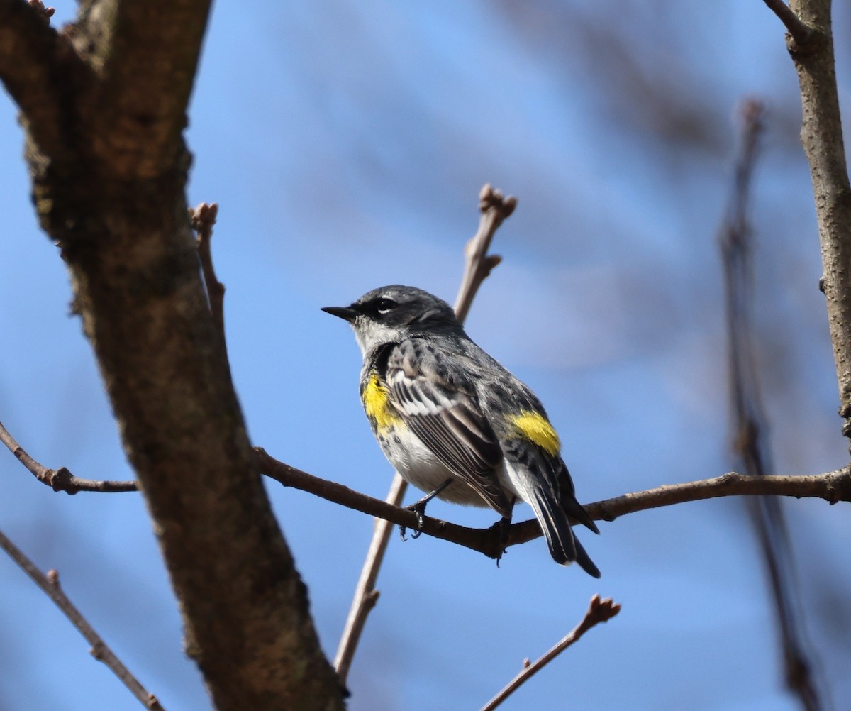 Yellow-rumped Warbler (Myrtle) - ML633553934