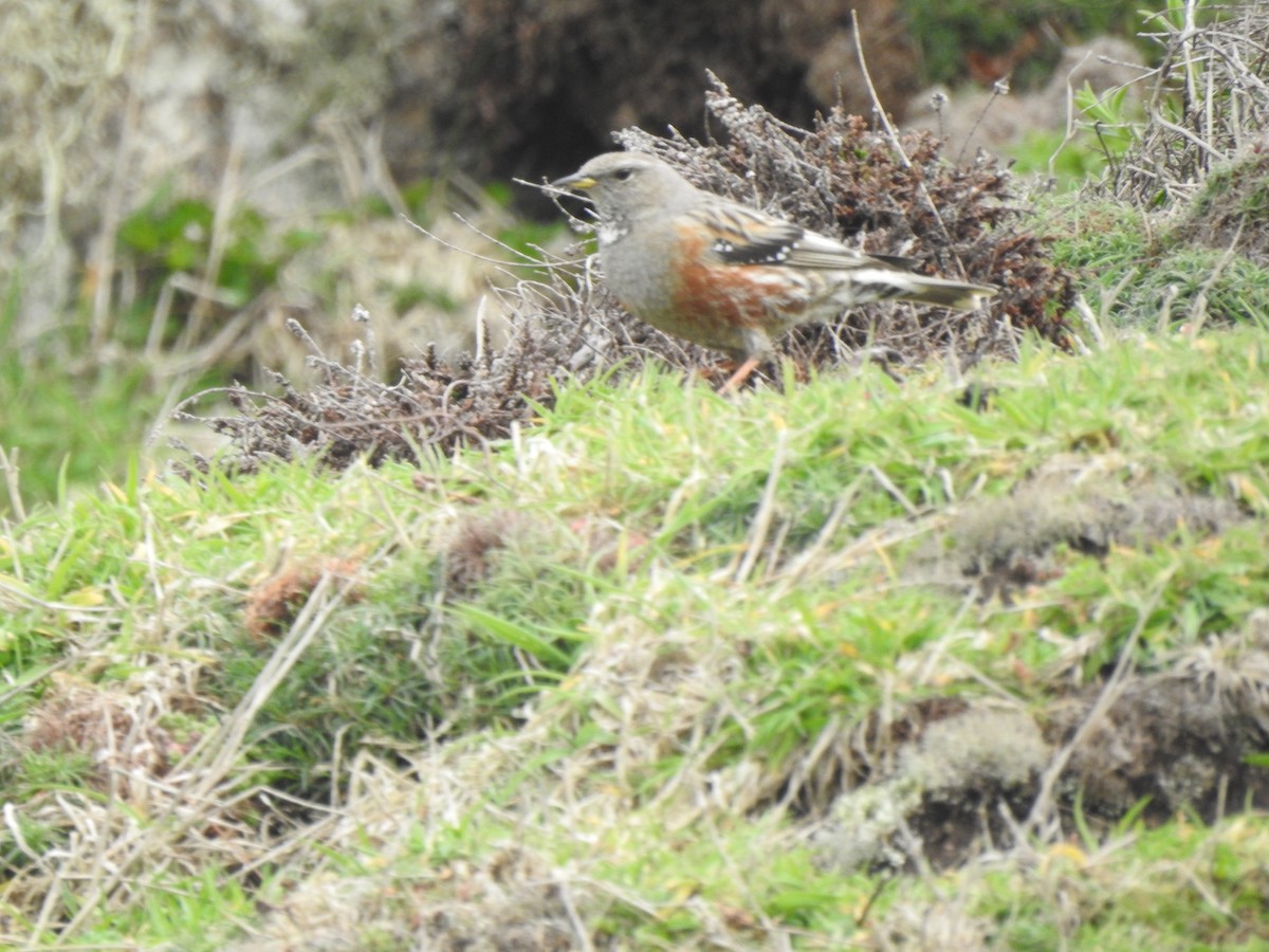 Alpine Accentor - ML633554052