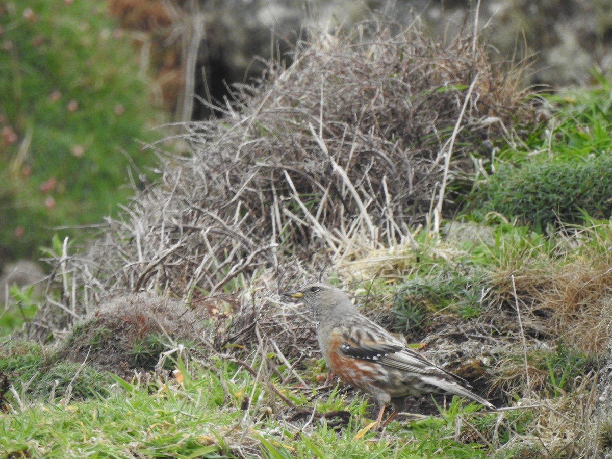 Alpine Accentor - ML633554060